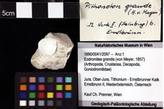 Foto (Objket + Etiketten) von Eodromites grandis (von Meyer, 1857) 